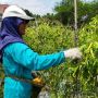 Harga Cabai Rawit Setan di Magelang Amblek, Petani: Aneh, Padahal Musim Susah Panen