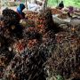 Pajak Ekspor Nol Persen, Harga CPO Beranjak Naik di Atas Rp9.000 per Kg