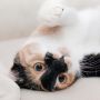 Wow! Tak Hanya Manusia, di Singapura Kucing Juga Bisa Lakukan Staycation