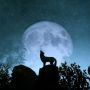 5 Keuntungan Memiliki Kepribadian Lone Wolf, Tidak Berarti Kesepian!