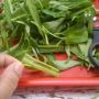 CEK FAKTA: Viral Pemuda Solo Diare Sampai Meninggal Akibat Makan Tumis Kangkung Isi Lintah, Benarkah?