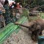 7 Fakta Unik Kebun Binatang Bukittinggi, Taman Margasatwa Tertua Indonesia
