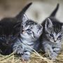 Viral Siswi Bawa Anak Kucing ke Sekolah, Jumlahnya Bikin Salah Fokus