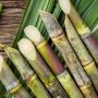 Menuju Swasembada Pangan Indonesia: Mekanisasi Jagung, Tebu, Sampai Beras Gunakan Dua Pulau Ini