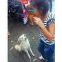 Gemas! Anak Perempuan Ini Berbagi Makanan dengan Anjing yang Mendekatinya