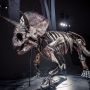 Ilmuwan Temukan Fosil Triceratops Terlengkap di Dunia, Berusia 67 Juta Tahun
