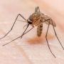 Bekas Galian Tambang Ilegal Jadi Biang Kerok Melonjaknya Kasus Malaria