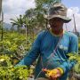 Ribuan Batang Pohon Cabai Gagal Panen, Petani di Lembang Gigit Jari