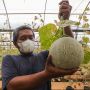 Melihat Budidaya Buah Melon di Agro Edu Wisata Cilangkap