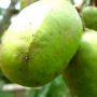 Dibalik Rasa Asam Manis Kedondong, Ternyata Punya Beragam Khasiat