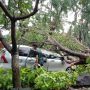 Brakkk! Tiga Kendaraan di Sidoarjo Ringsek Tertimpa Pohon Tumbang