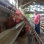 Dilema Peternak Kecil Ayam Petelur di Magelang: Harga Naik Dihujat, Harga Turun Bangkrut