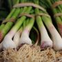 Manfaat Daun Bawang Bagi Kesehatan, Bisa Mencegah Kanker Hingga Kolesterol