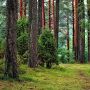 Hari Hutan Sedunia, Ini 5 Langkah Sederhana Untuk Melestarikan Hutan