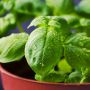 Ketahuilah, Ini 5 Manfaat Daun Kemangi bagi Kesehatan
