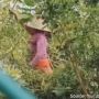 Cuma di +62! Viral Momen Emak-emak Gak Peduli MotoGP dan Fokus Cari Pakan Ternak di Luar Sirkuit Mandalika