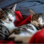Bukan Pemalas, Ini 4 Alasan Kucing Tidur Sepanjang Hari