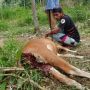 Bapak dan Anak Ini Tak Berkutik Lihat Sapi Piaraannya Diterkam dan Dimakan Harimau