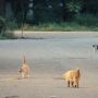 Cats Apartment: Kisah Sebuah Bangunan Tua dan Para Kucing di Dalamnya