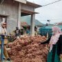 Sentra Produksi Bawang Merah di Bima Panen Raya, Kebutuhan Ramadan-Idul Fitri 2022 Aman