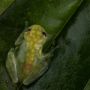Hampir Punah, Ilmuwan Temukan Spesies Katak Transparan Baru