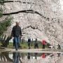 Indahnya Bunga Sakura Bermekaran di Tidal Basin Amerika Serikat