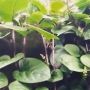 4 Manfaat Daun Binahong yang Sayang untuk Kamu Lewatkan