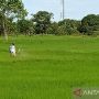 Songsong IKN Nusantara, Kementan Kembangkan Food Estate di Benuo Taka