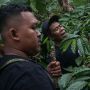 Yuk Ketahui, Seluk Beluk Tanaman Kopi