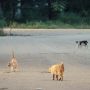 Memahami Kesedihan Para Kucing Lewat Film Dokumenter 'Cat's Apartment'