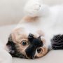 6 Tips Memelihara Kucing di Kos, Anak Rantau Harus Tahu!