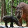 Kabar Gembira, Badak Sumatera Rosa Melahirkan Anak Betina di SRS TNWK