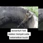 Menyentuh Hati, Viral Monyet Coba Tolong Kucing Terjebak di Dalam Sumur