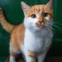 Viral Warganet Beri Makan Kucing Pakai Mi Instan, Dokter Hewan Angkat Bicara