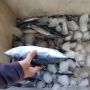 Harga Ikan di Aceh Timur Terjun Bebas, dari Rp 25 Ribu Jadi Rp 10 Ribu per Kg, Ini Penyebabnya
