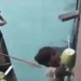 Perjuangan Bocah Jual Kelapa Muda Naik Perahu di Tengah Laut, Bikin Terenyuh
