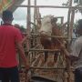 Aco dan Santi Juara Kontes Sapi Jelang Ramadhan di Kabupaten Merauke