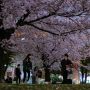 Pohonnya Dirusak Turis Indonesia, Ini 13 Fakta Bunga Sakura di Jepang