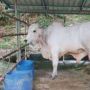 Sebanyak 567 Ekor Sapi Bantuan untuk Riau Ditahan Dikarantina Jatim, Kepala PKH Kecewa: 5 Ekor Sapi Mati