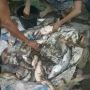 Fenomena Langka! Ribuan Ikan Terdampar di Pinggiran Sungai Serayu Banyumas, Ada Apa?