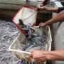 6 Cara Ternak Lele yang Sehat Dikonsumsi, Salah Satunya Sesuaikan Kolam