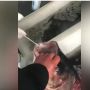 Viral, Nakes Lakukan Tes Covid-19 Pada Ikan Hidup, Netizen: Jika Positif Akan Dikarantina?