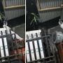 Viral Iring-iringan Bangunkan Sahur 'Ditemani' Pocong, Ending Gagal Seram Bikin Warganet Ngakak