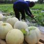 Manisnya Melon Hidroponik Aceh Tengah: Wisata Edukasi yang Menggoda Selera!