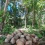 Tidak Berpenghuni, Pulau di Teluk Cenderawasih Nabire Papua Ini Dipenuhi Pohon Kelapa Penghasil Minyak