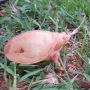 Sangat Langka, Kura-kura Albino Mungil Ditemukan di India