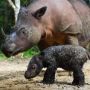 Bayi Badak Sumatera Langka Lahir di Suaka Margasatwa Indonesia