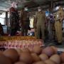 Harga Telur di Gunungkidul Merangkak Naik Saat Awal Ramadan, Terpengaruh Harga Pakan yang Melonjak