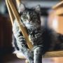 Penampakan Tubuh Gemuk Kucing Ini Bikin Kaget, Warganet: Kasihan Obesitas