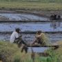 Petani di Kabupaten Merauke Alami Gagal Panen, Satu Hektare Hanya Bisa Hasilkan 30 Karung Gabah